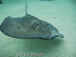 GLIDER by Paul Mason 